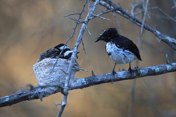 White-browed Fantail